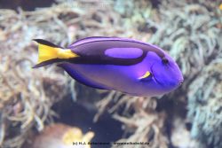 Duesseldorf Aquazoo 072