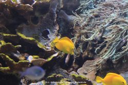 Duesseldorf Aquazoo 073