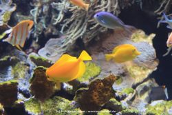 Duesseldorf Aquazoo 074