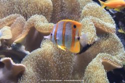 Duesseldorf Aquazoo 075