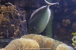 Duesseldorf Aquazoo 077