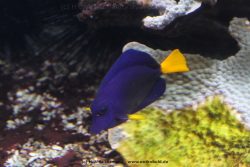 Duesseldorf Aquazoo 079
