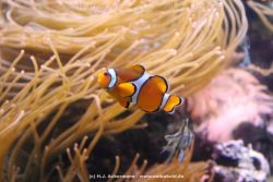 Duesseldorf Aquazoo 080