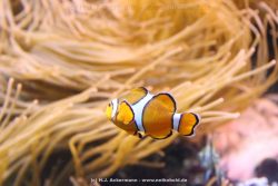 Duesseldorf Aquazoo 081