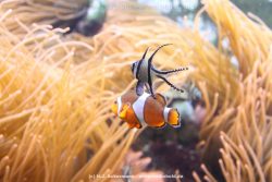Duesseldorf Aquazoo 082