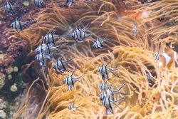 Duesseldorf Aquazoo 083