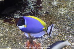 Duesseldorf Aquazoo 085