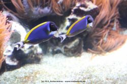 Duesseldorf Aquazoo 086