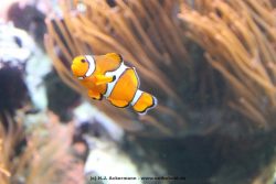 Duesseldorf Aquazoo 088