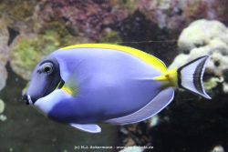 Duesseldorf Aquazoo 090