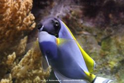 Duesseldorf Aquazoo 091
