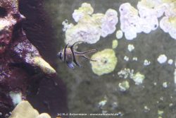 Duesseldorf Aquazoo 092