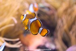 Duesseldorf Aquazoo 093