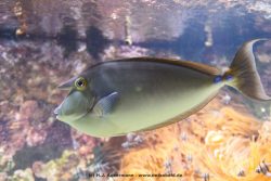 Duesseldorf Aquazoo 094