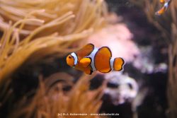 Duesseldorf Aquazoo 095