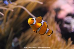 Duesseldorf Aquazoo 096