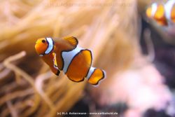 Duesseldorf Aquazoo 097