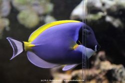 Duesseldorf Aquazoo 098