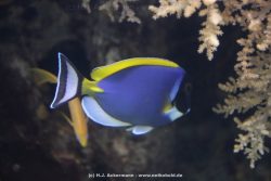 Duesseldorf Aquazoo 099