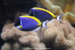 Duesseldorf Aquazoo 100