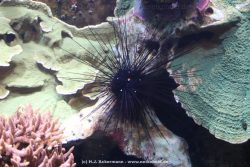 Duesseldorf Aquazoo 103