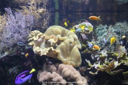 Duesseldorf Aquazoo 104