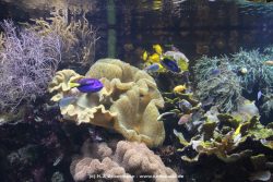 Duesseldorf Aquazoo 105