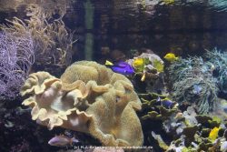 Duesseldorf Aquazoo 106