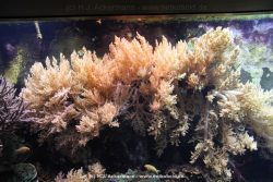 Duesseldorf Aquazoo 107