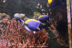 Duesseldorf Aquazoo 109