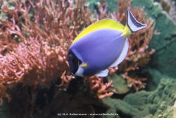 Duesseldorf Aquazoo 111