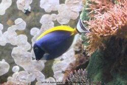 Duesseldorf Aquazoo 112