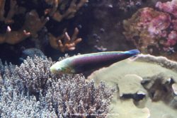 Duesseldorf Aquazoo 113