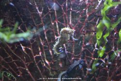 Duesseldorf Aquazoo 114