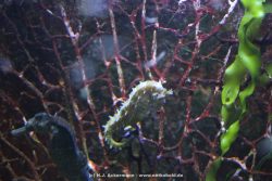Duesseldorf Aquazoo 115