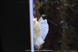 Duesseldorf Aquazoo 116