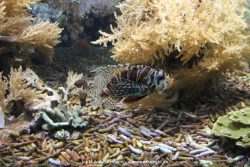 Duesseldorf Aquazoo 117