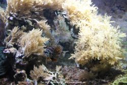 Duesseldorf Aquazoo 118