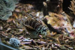 Duesseldorf Aquazoo 119