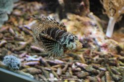 Duesseldorf Aquazoo 120