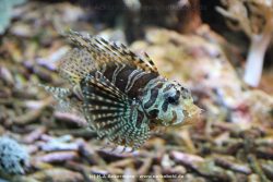 Duesseldorf Aquazoo 121