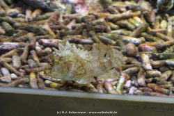 Duesseldorf Aquazoo 125