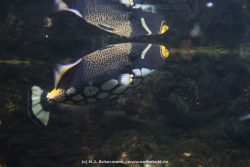 Duesseldorf Aquazoo 126