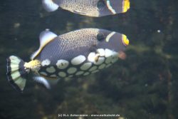 Duesseldorf Aquazoo 127