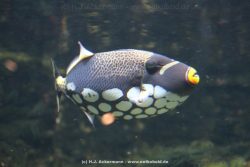Duesseldorf Aquazoo 128
