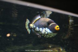 Duesseldorf Aquazoo 129