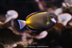 Duesseldorf Aquazoo 130