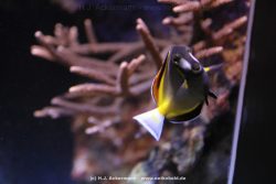 Duesseldorf Aquazoo 131