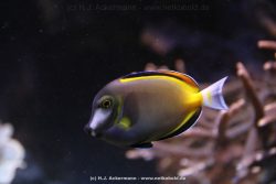 Duesseldorf Aquazoo 132