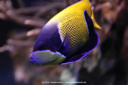 Duesseldorf Aquazoo 133
